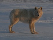 arctic wolf.JPG